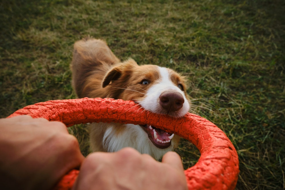 Το Brown Australian Shepherd Dog παίζει ελαστικό δαχτυλίδι ρυμουλκούμενο με τον άνθρωπο στο Summer Park