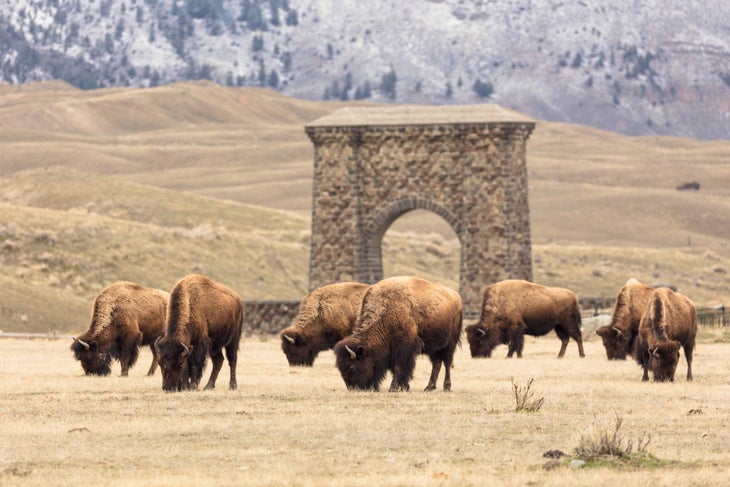 Βόσκηση βόσκησης κοντά στο Roosevelt Arch την άνοιξη
