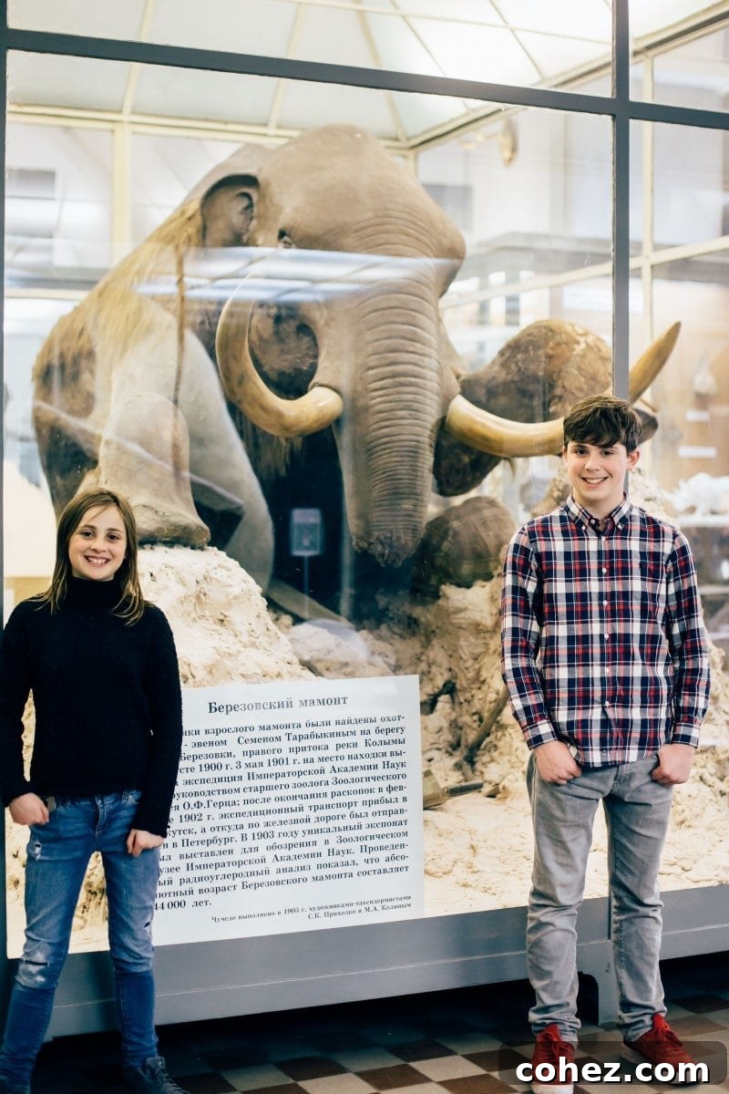 Life-sized mammoth display at the Museum of Zoology, Saint Petersburg