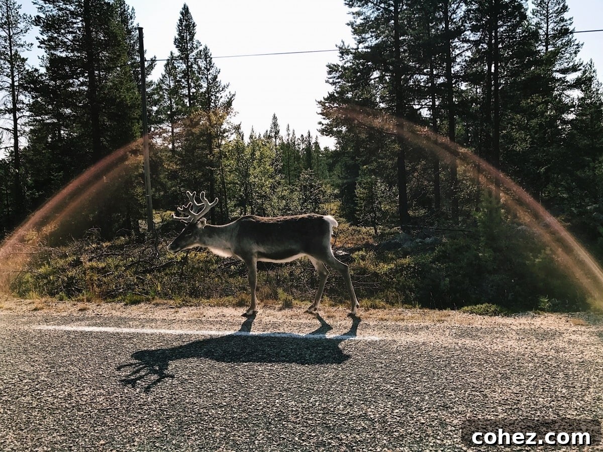 Wild reindeer on a quiet Swedish road