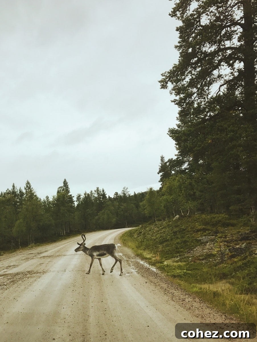 Two reindeer standing on a snowy road with trees in the background