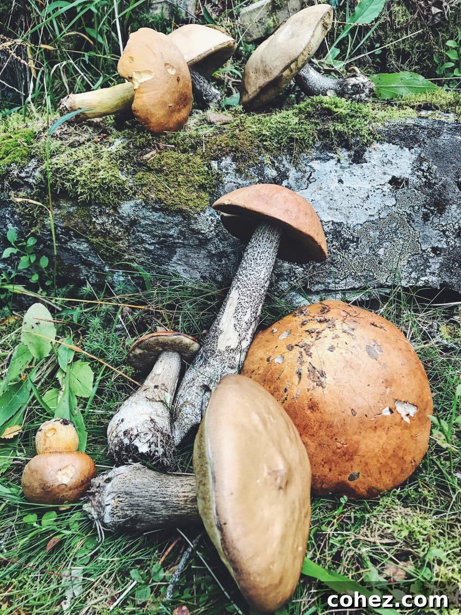 A hand holding freshly picked wild mushrooms from the forest floor