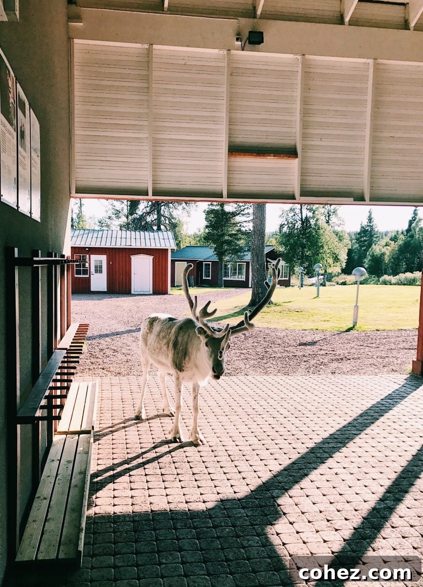 Close-up of reindeer grazing by the roadside in Sweden