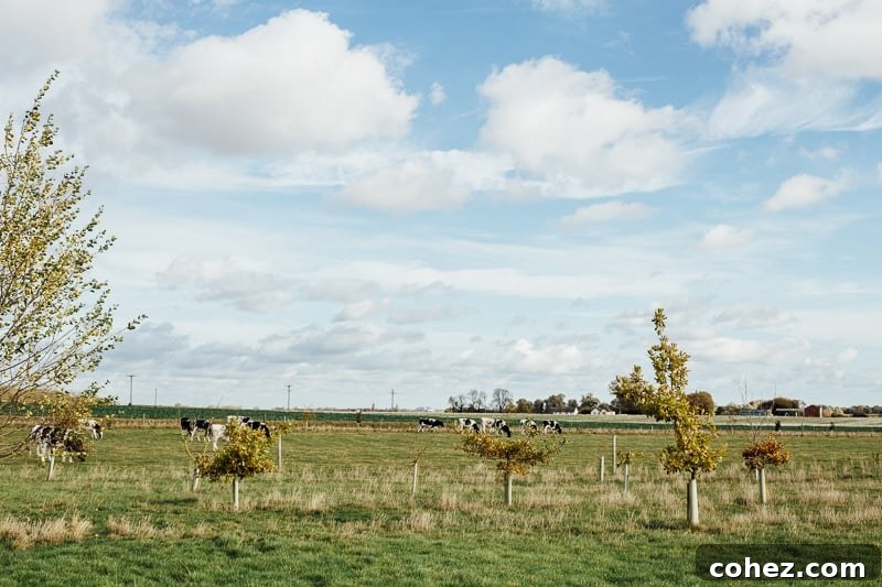 Truffled Egg Soldiers and The Happy Egg Farm Visit - Ethical Egg Farming