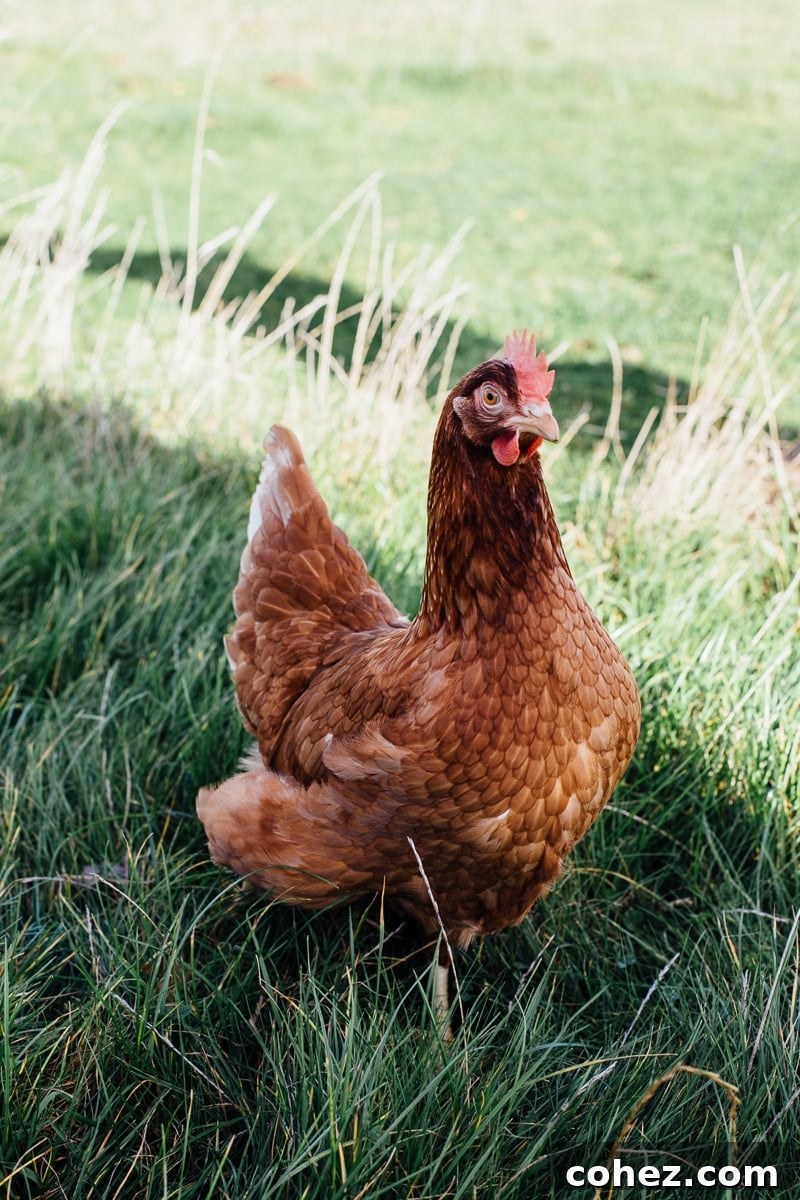 Truffled Egg Soldiers and The Happy Egg Farm Visit - Learning About Eggs