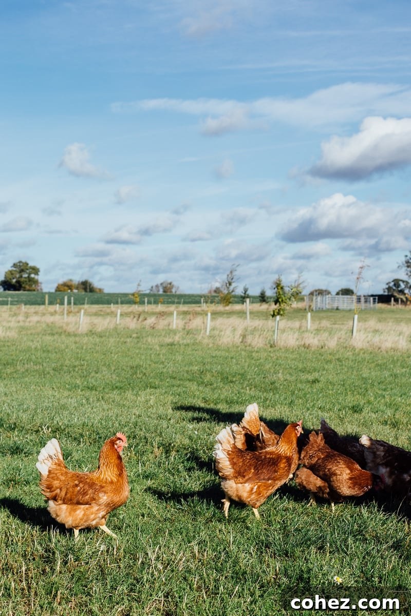 Truffled Egg Soldiers and The Happy Egg Farm Visit - Happy Hens