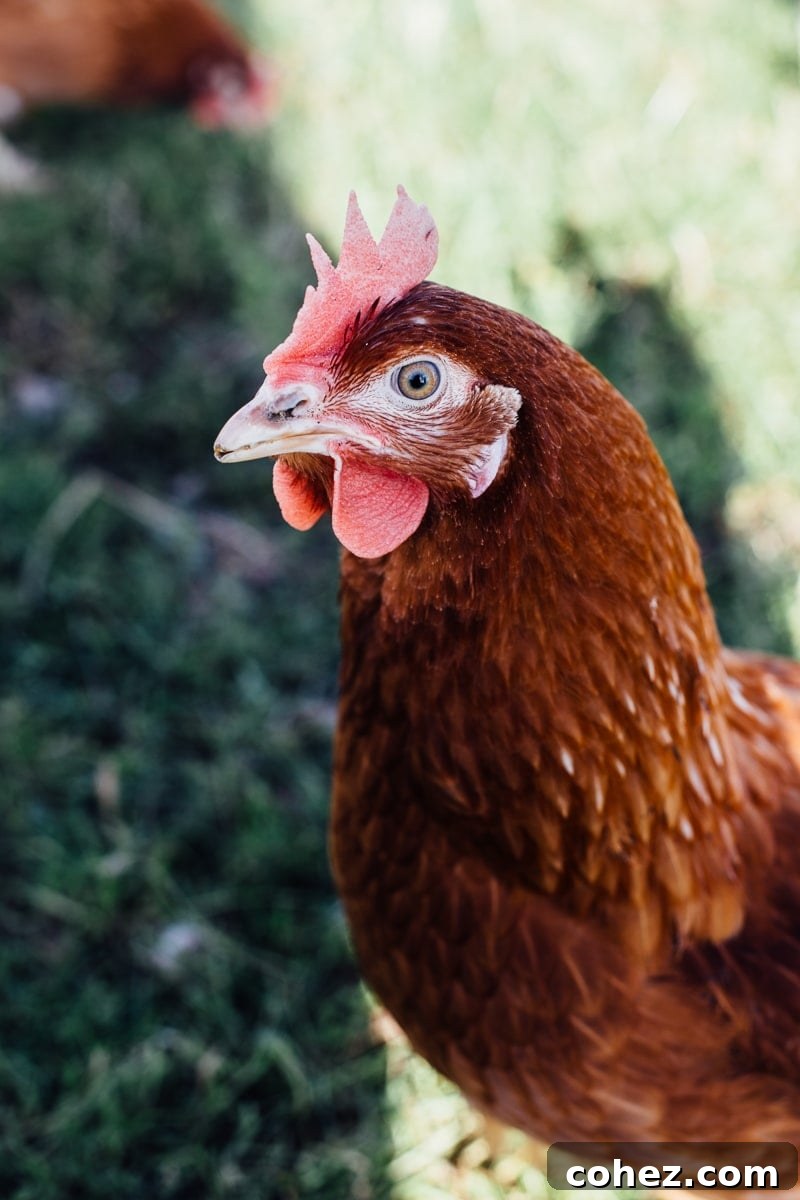Truffled Egg Soldiers and The Happy Egg Farm Visit - Hen Companions