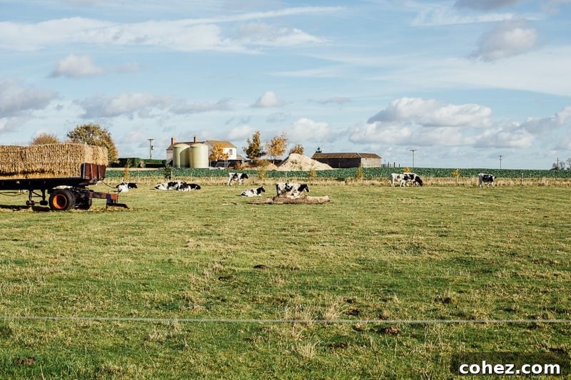 Truffled Egg Soldiers and The Happy Egg Farm Visit - Farm Dinner