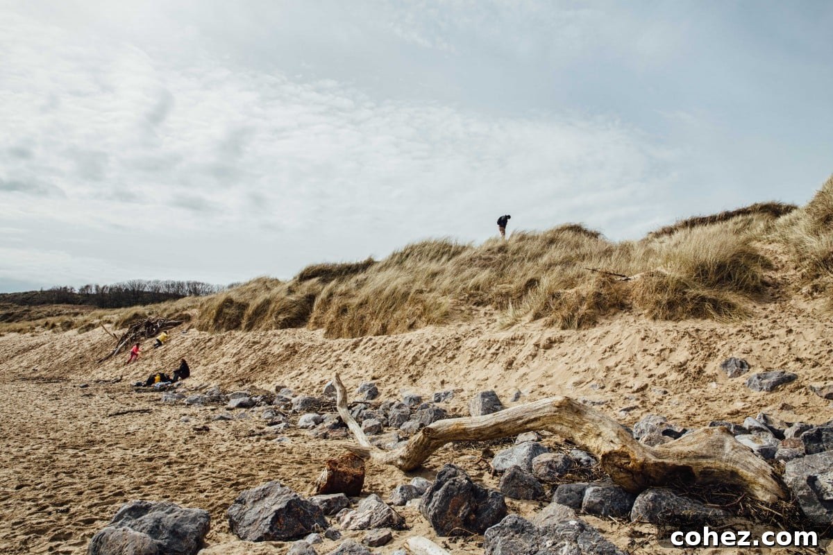 Sand dunes and beautiful driftwood on Freshwater West beach, creating a wild, natural landscape