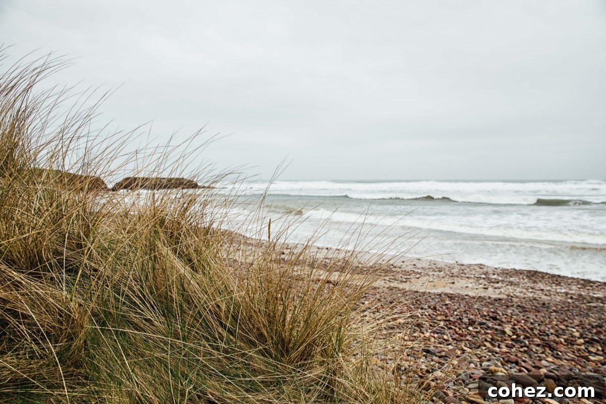 Freshwater West beach with tuft of grass