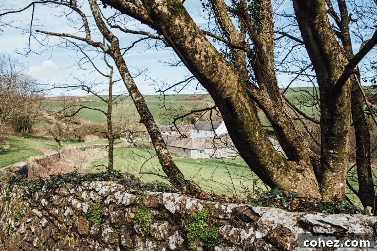 Welsh farm seen through trees