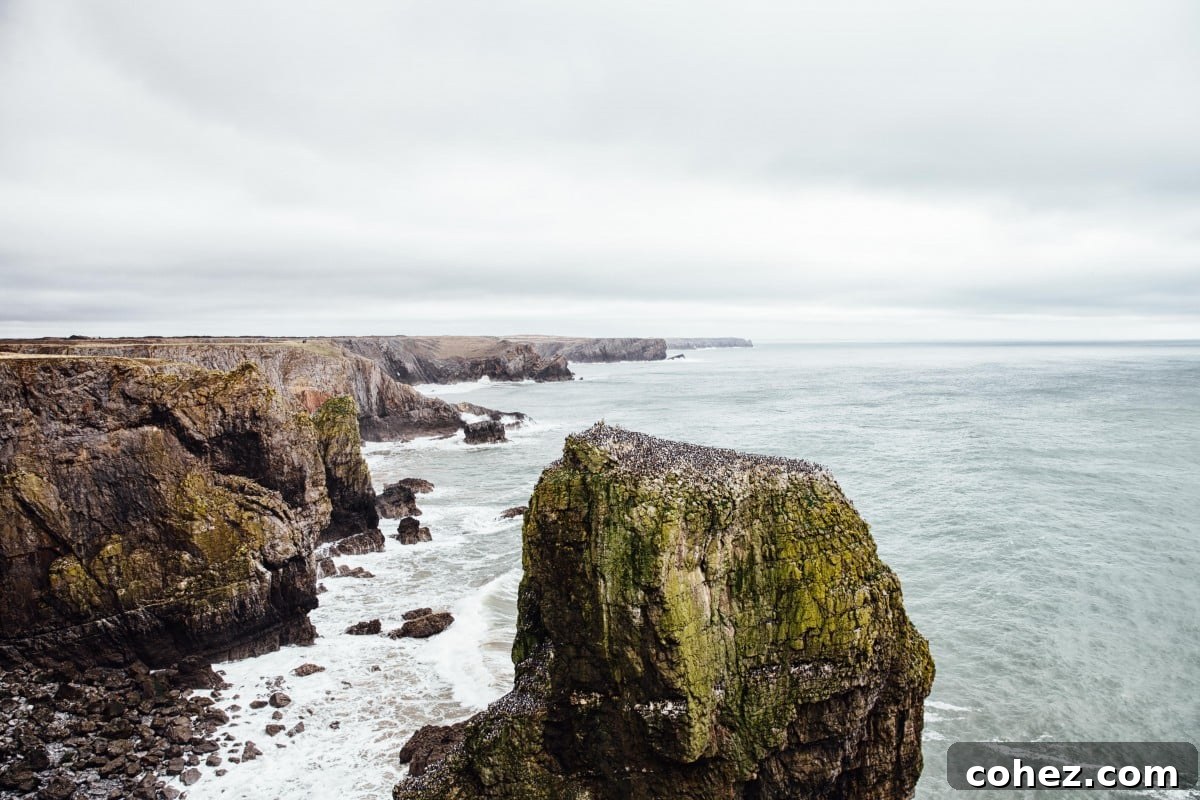 Guillemots nesting on the majestic Stack Rocks, a haven for seabirds