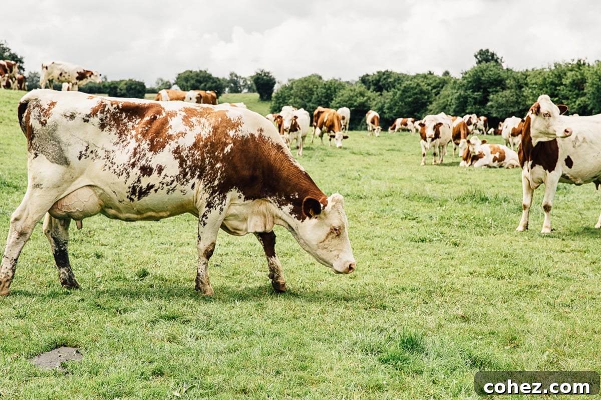 A Culinary Journey Through France's Jura for Comte Cheese 11 Sustainable Production of Comté Cheese in France