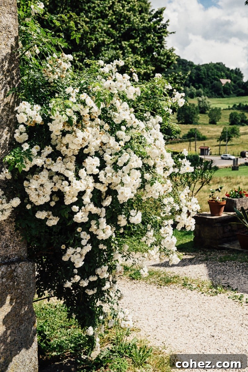 A Culinary Journey Through France's Jura for Comte Cheese 5 Comté Cheese: A Culinary Journey into French Traditions