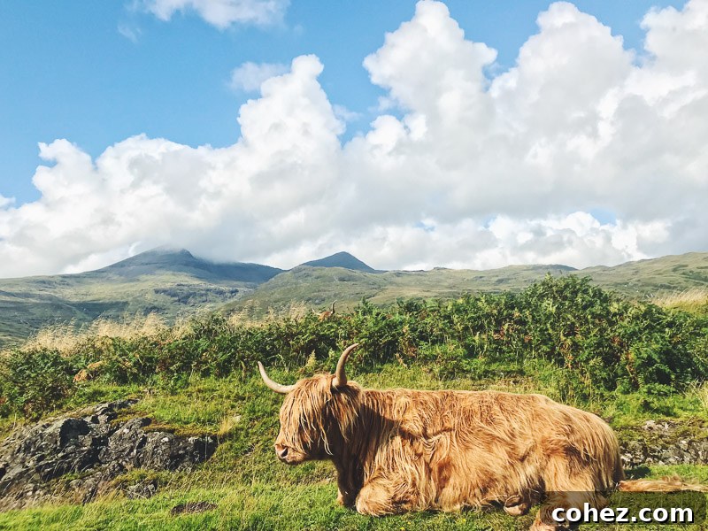 Mull: Where Scotland's Beauty Unfolds 5 Highland cow grazing in a field on the Isle of Mull, Scotland
