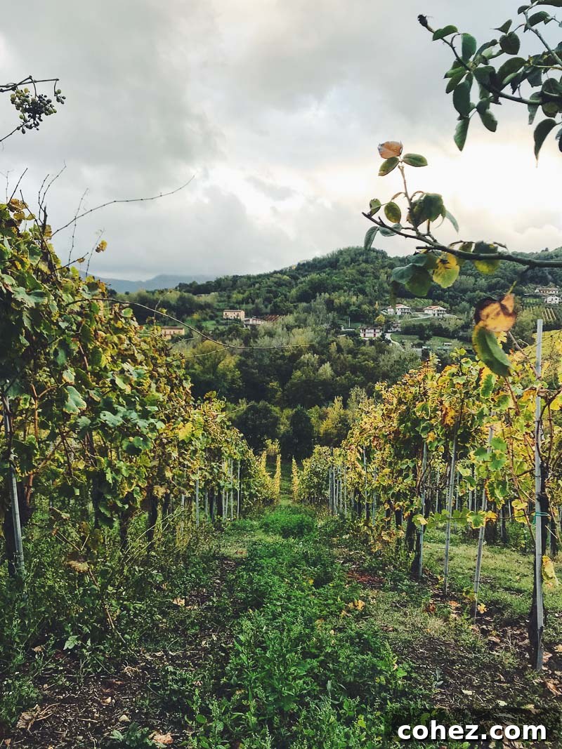 Lush vineyard rows stretching towards distant mountains under a clear sky in the Campania region, Italy