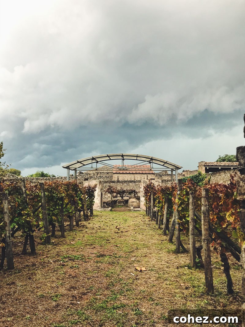 Ancient vineyard rows in Pompeii, Italy, with Mount Vesuvius in the distant background