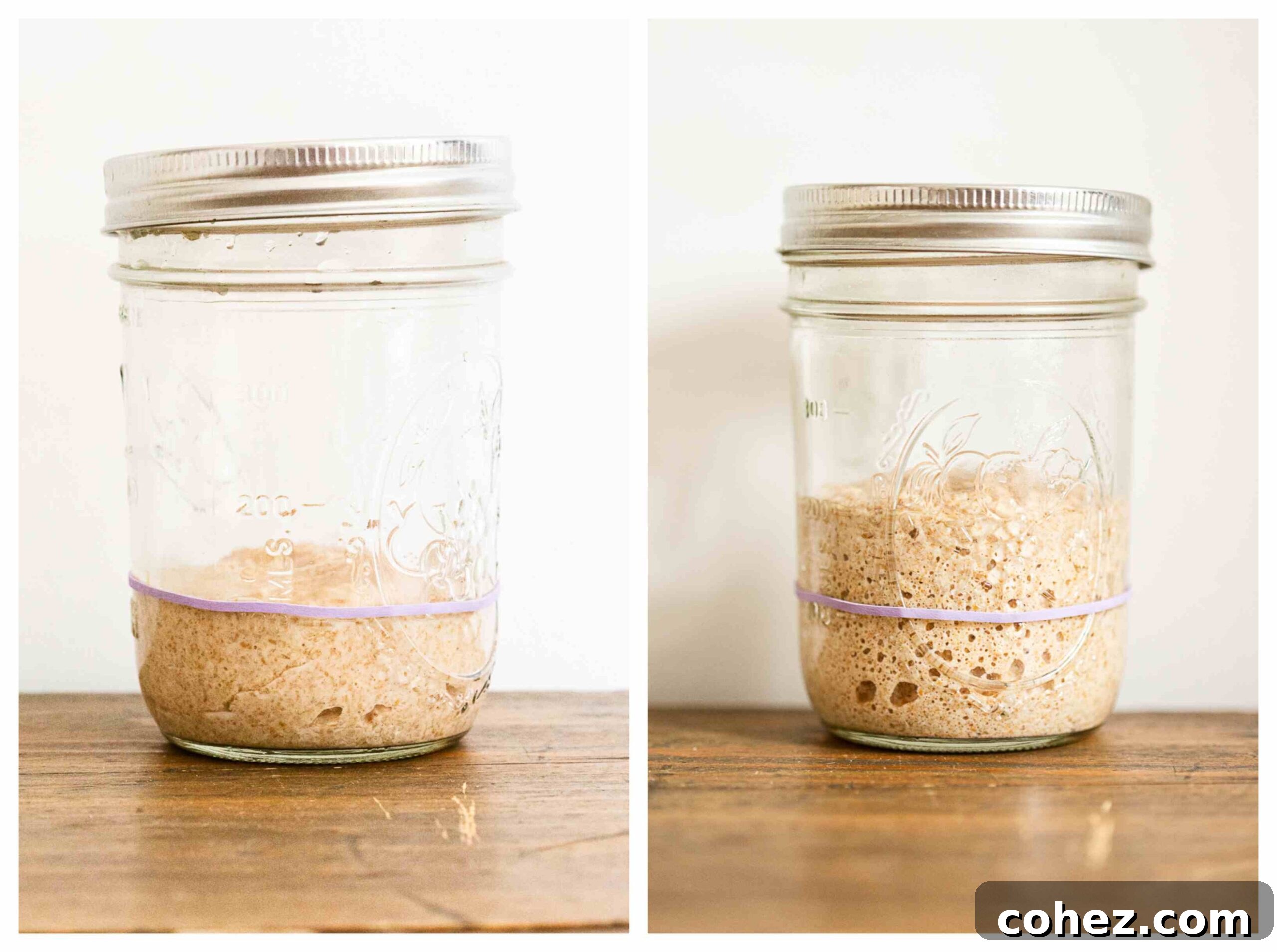 Comparison image showing sourdough starter before and after the fermentation process, demonstrating significant rise and bubble formation.