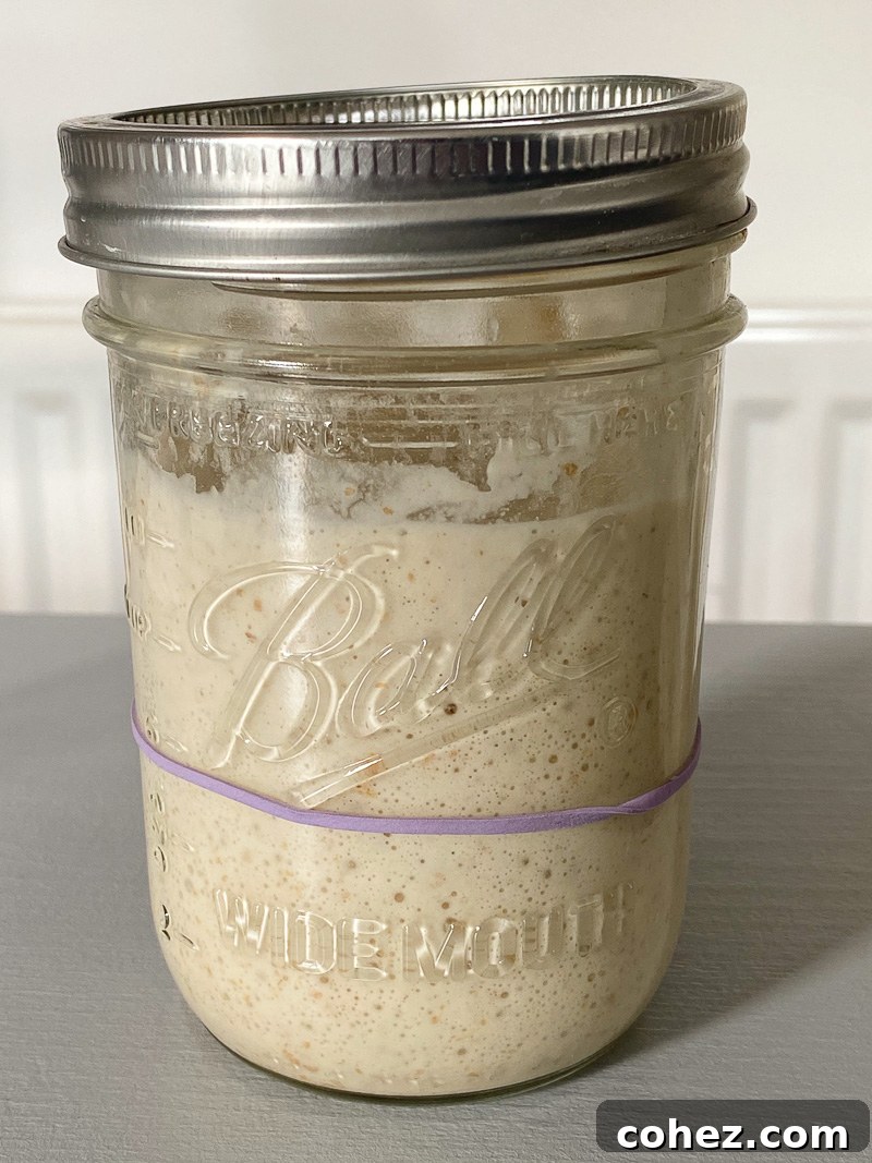 Close-up of a risen sourdough starter in a jar, demonstrating its peak activity and readiness for baking.