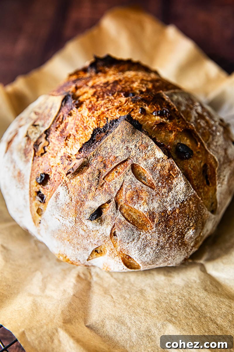 A perfectly scored and baked sourdough boule, golden brown and glistening, with walnuts and raisins peeking through.