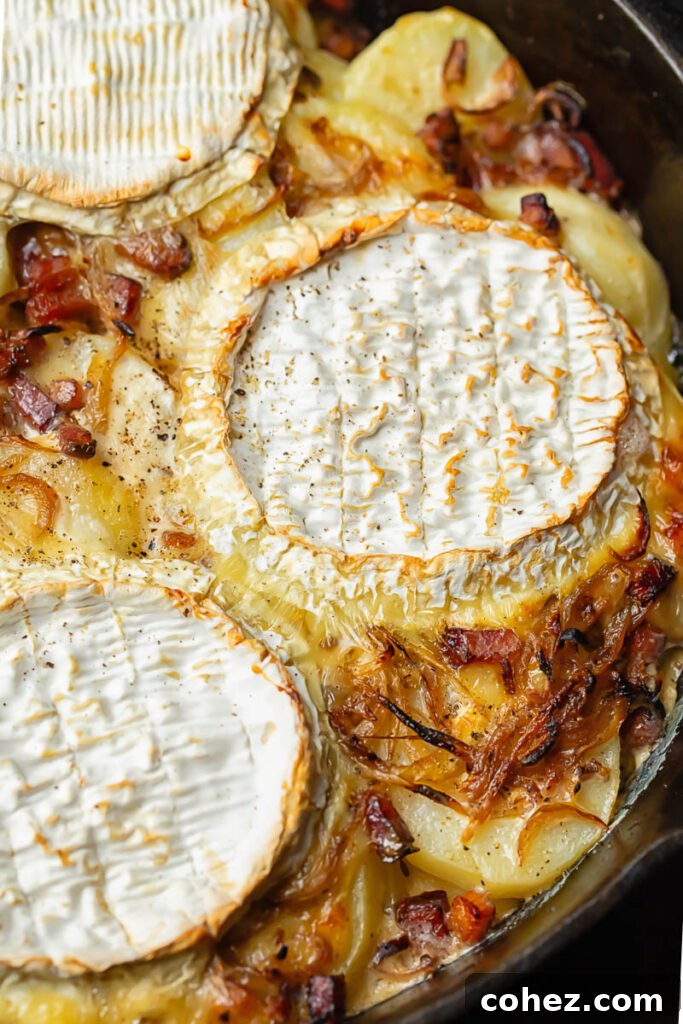 Close up shot of tartiflette in a pan with Camembert wheels on top